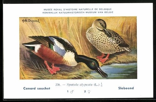 Carte postale artiste - postale, d'artiste