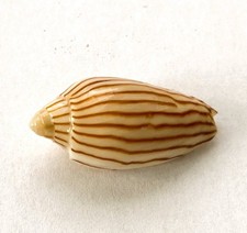 coquillage Volutidae volute
