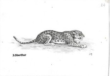 Joseph OBERTHUR La Panthère