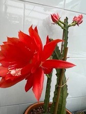 Epiphyllum .Cactus Orchidée - Couleur Rouge. 3 Boutures Sans Racines