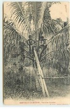 Nouvelle Cal�donie - Vue d'un Cocotier - 22217