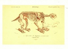 Cabinet de curiosité planche