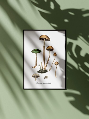 Affiche champignons vintage - affiche,