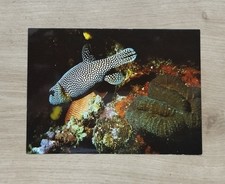 Carte postale Poisson globe