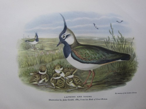 Impression oiseau magnifique - impression, d'oiseau