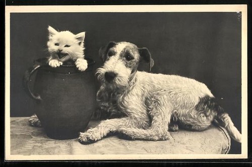 Terrier bébé chat dans - chat,