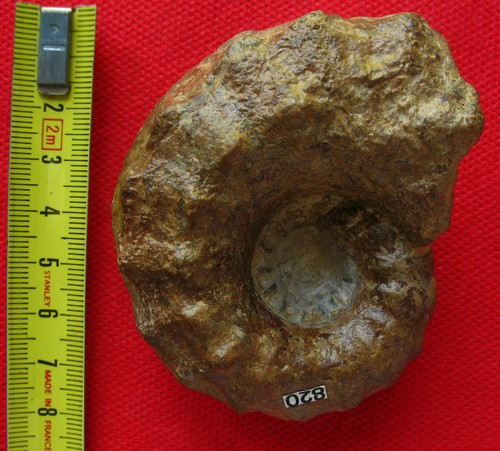 Ammonite pliensbachien - pliensbachien,