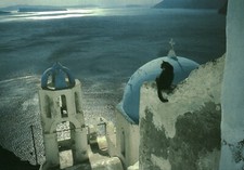 Carte postale les chats de