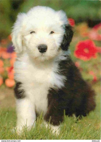 Carte postale animaux - postale,