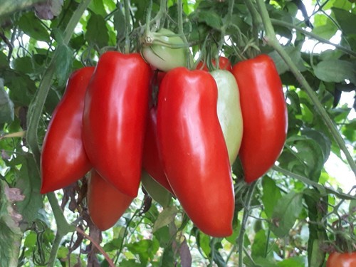 Graines tomate andine - graines,