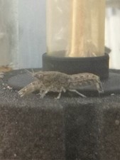 CAMBARELLUS TEXANUS ECREVISSE