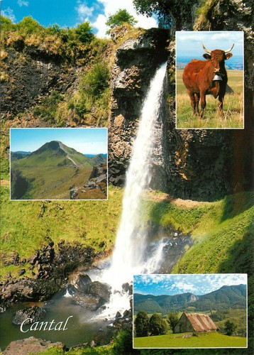 Cantal salins puy mary - puy, vache