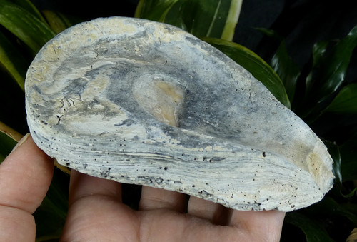 Grande huître fossile ostrea - huÎtre,