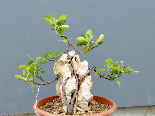 Bonsaï ficus cm en - ficus, x