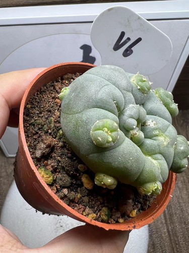 7cm astrophytum cactus - 5.7cm, astrophytum/cactus/