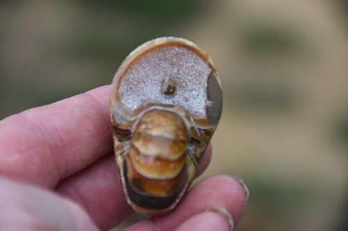 Cymatoceras sakalavus albien - sakalavus,