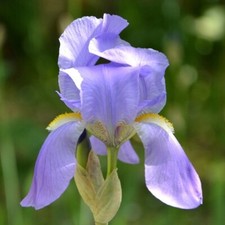 Iris Bleu Pâle Lot De 5 Rhizomes prêt à planter, culture facile 👍