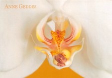 Carte Postale - Anne - GEDDES - Bébé dans fleur de lys