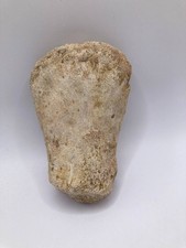 Fossile d'os de pagaie de