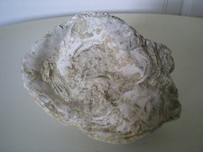 fossile huitre géante, coquillage, 14x12x8cm, 900g