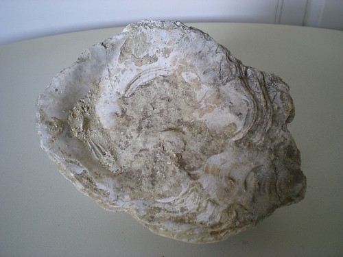 Fossile huitre géante - fossile,
