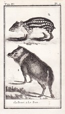 Pécari Pécaris Peccary Porc Gravure En Bois Cuivre Buffon 1780
