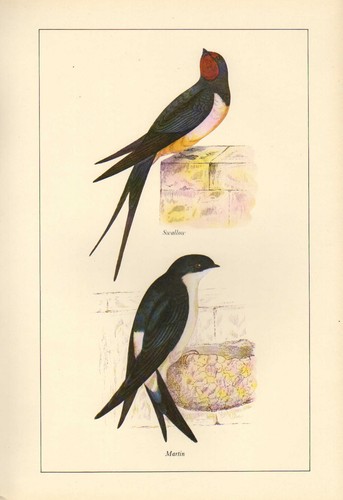 Impression oiseau vintage - d'oiseau, ~