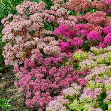 Collection plantes sedum - collection,