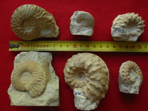 Lot ammonites du - lot,