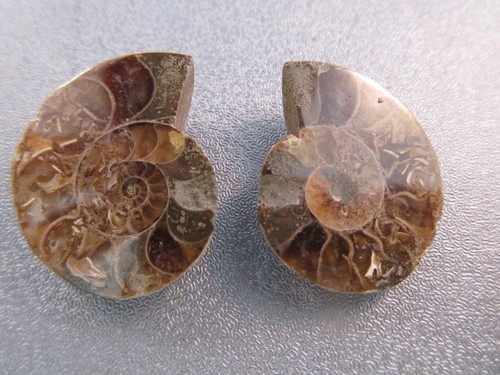 Pair madagascar ammonite - pair, of
