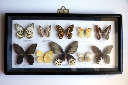 Cadre entomologique design - entomologique,
