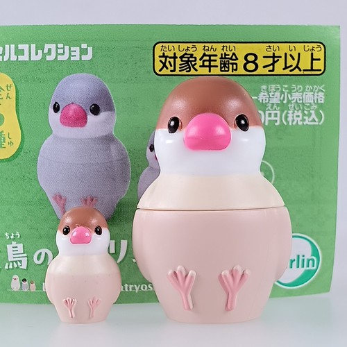 Moineau java cannelle - de,