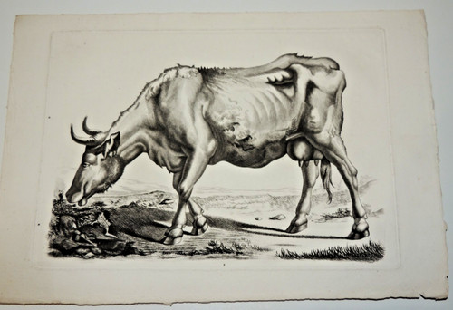 Gravure 19ème siècle - gravure,