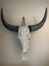 Crâne de buffle authentique