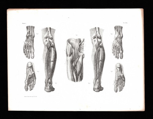 Planche anatomie bourgery - anatomie,
