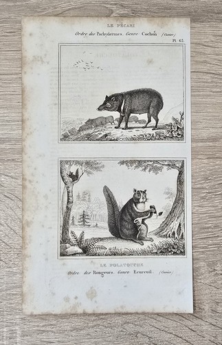 1850 buffon histoire naturelle - buffon,