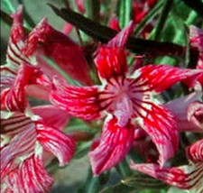 4 graines de FAUX BAOBAB