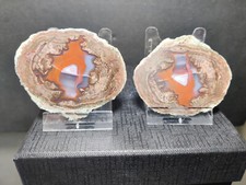 CRIS 42N OLD STOCK PAIRE DE LITHOPHYSE POLIE MASSIF DE L'ESTEREL VAR FRANCE