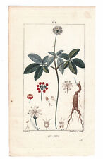 Planche Botanique XIXe Ginseng