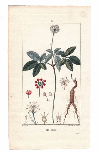 Planche botanique xixe - planche,
