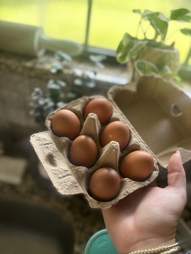 French blue maran hatching - maran,