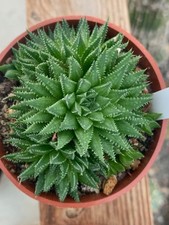 Haworthia vlokii RIB0627