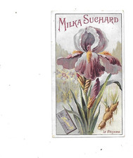 Joli Chromo ancien publicité  chocolat Suchard fleur iris