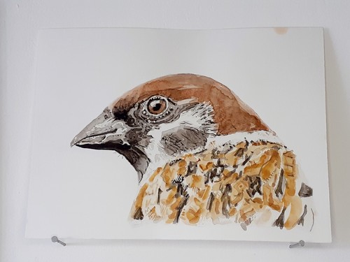 Moineau friquet aquarelle - friquet,