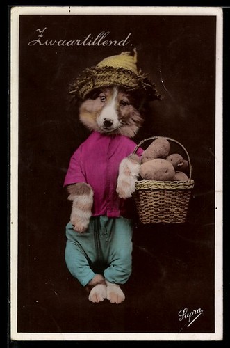 Carte postale chien - , avec