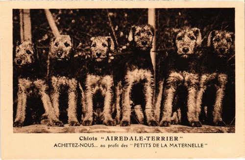 Cpa airedale terrier dogs - ak,