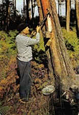UN GEMMEUR dans la Forêt