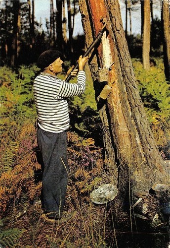 Gemmeur dans forêt - gemmeur, la