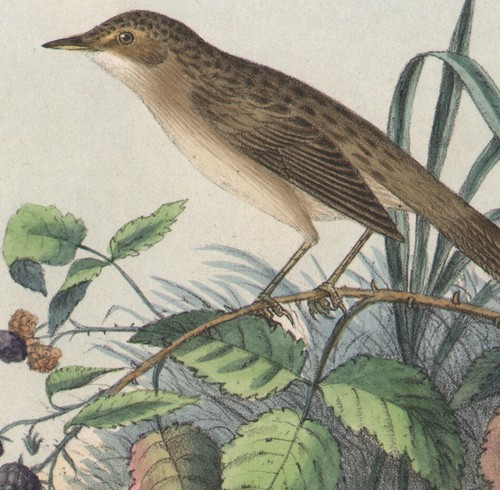 1860 lithographie aquarellée - lithographie,