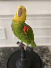 perroquets empaillés